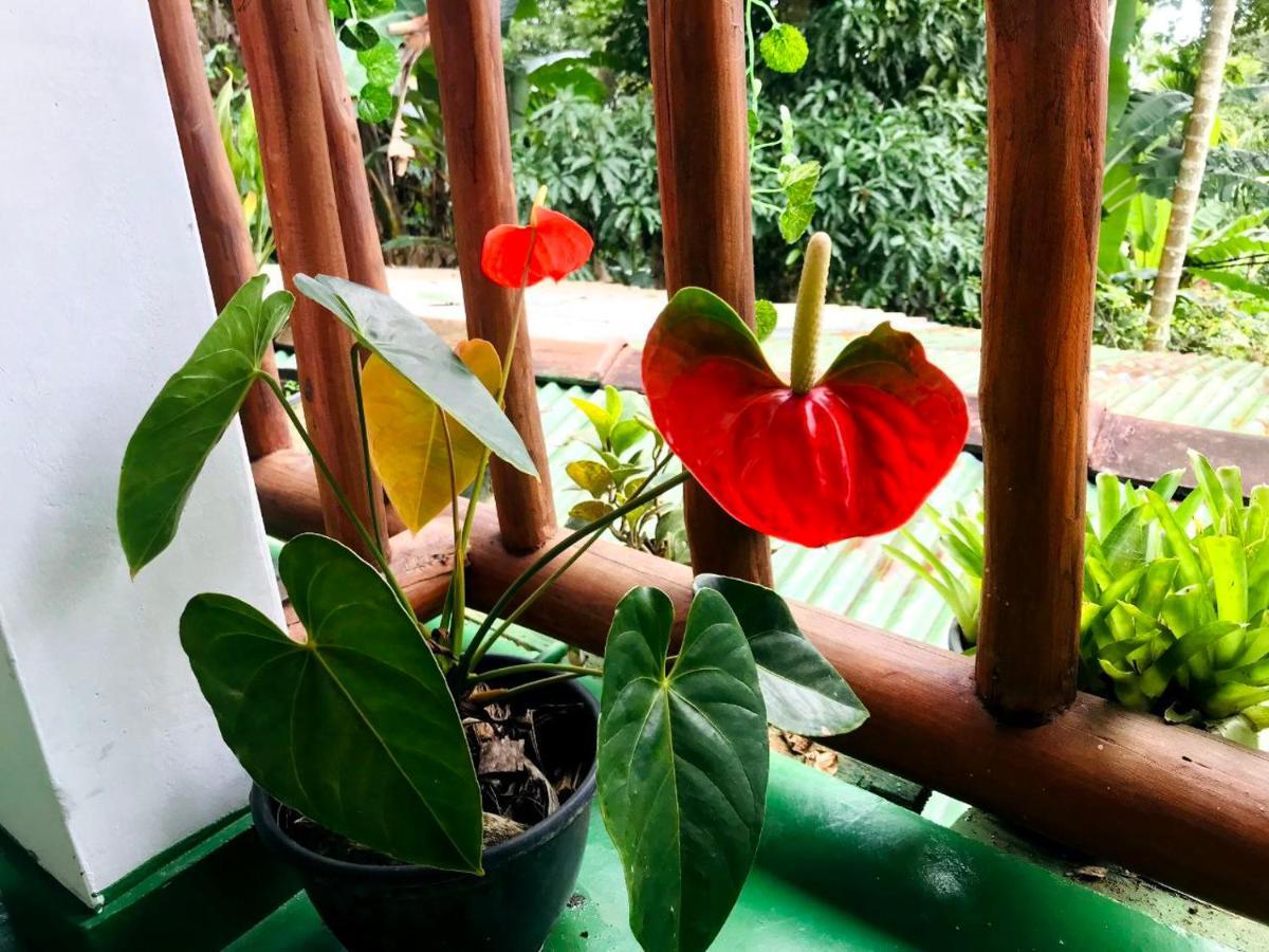 Ella Elysium Escapes Villa Ngoại thất bức ảnh